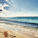 Lilly at the Beach