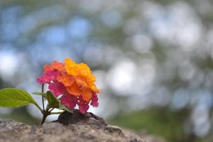 Public Domain Pictures Public Domain Pictures